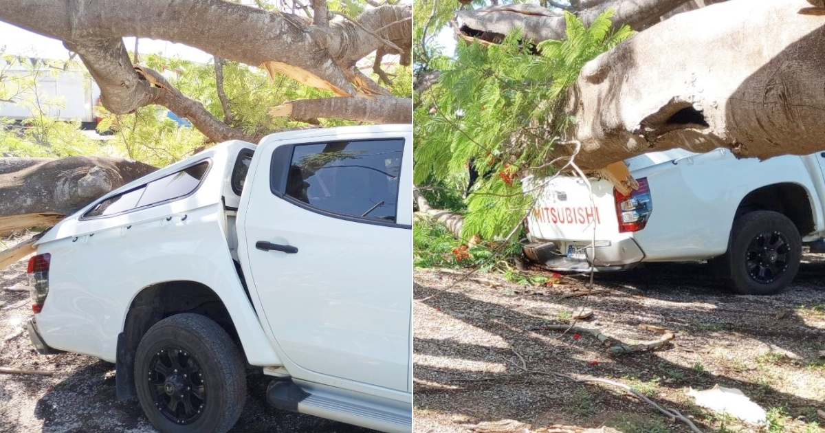 In the province of Artemisa, trees fall and are crushed by trucks