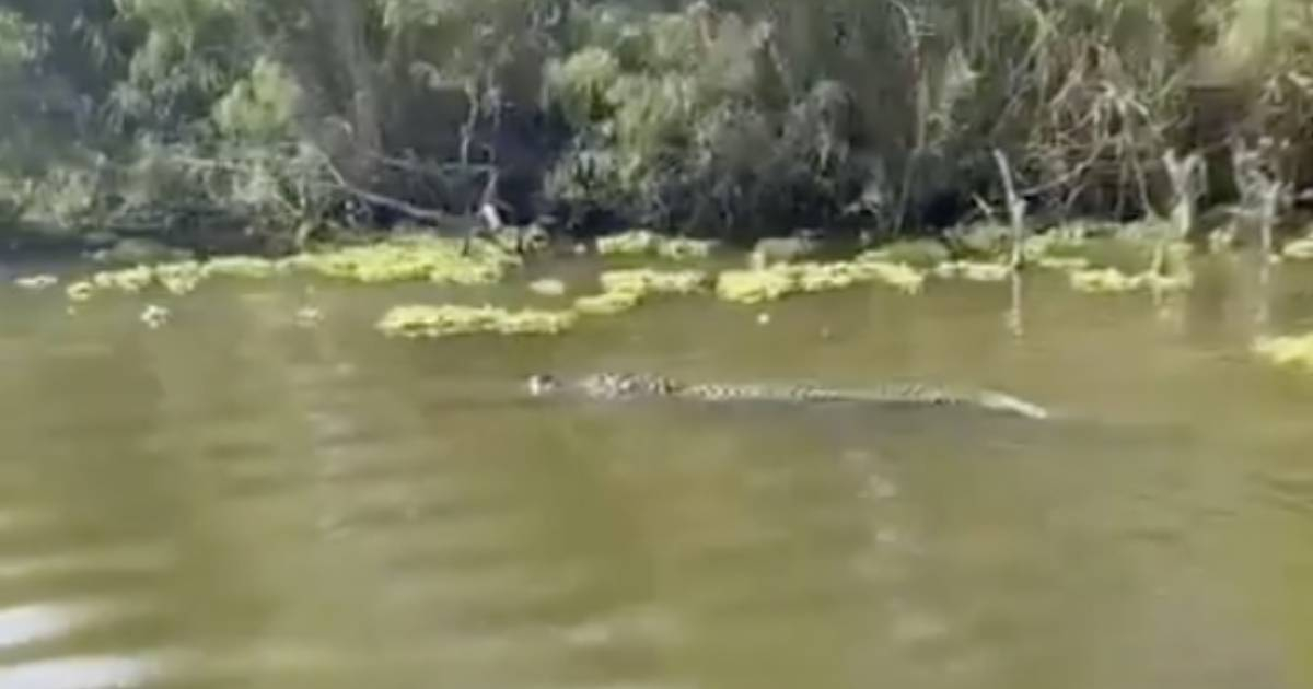 Un caimán sorprende en el río Bravo: un desafío más para migrantes