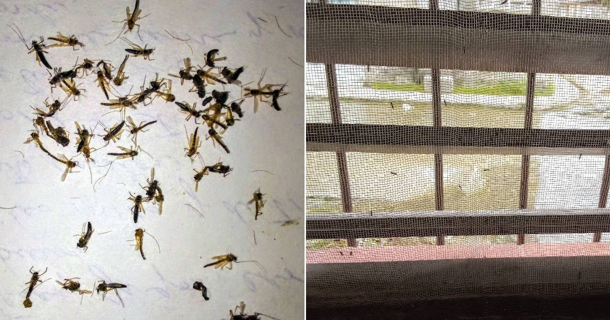 Cubana denuncia infestación de mosquitos en su hogar en La Habana: "Es inhumano"