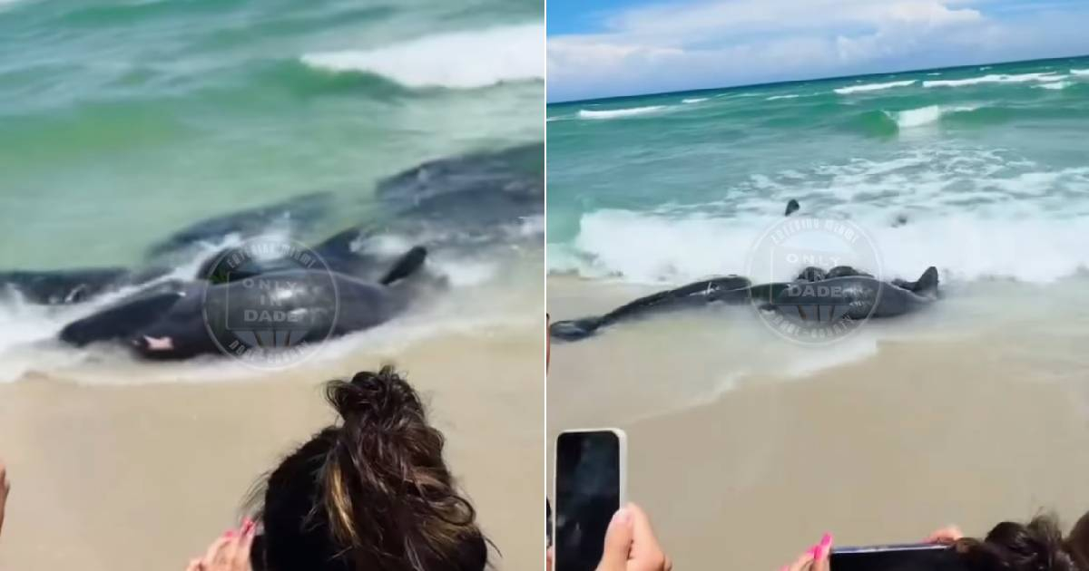 Manatee Group Delights Beachgoers in Florida