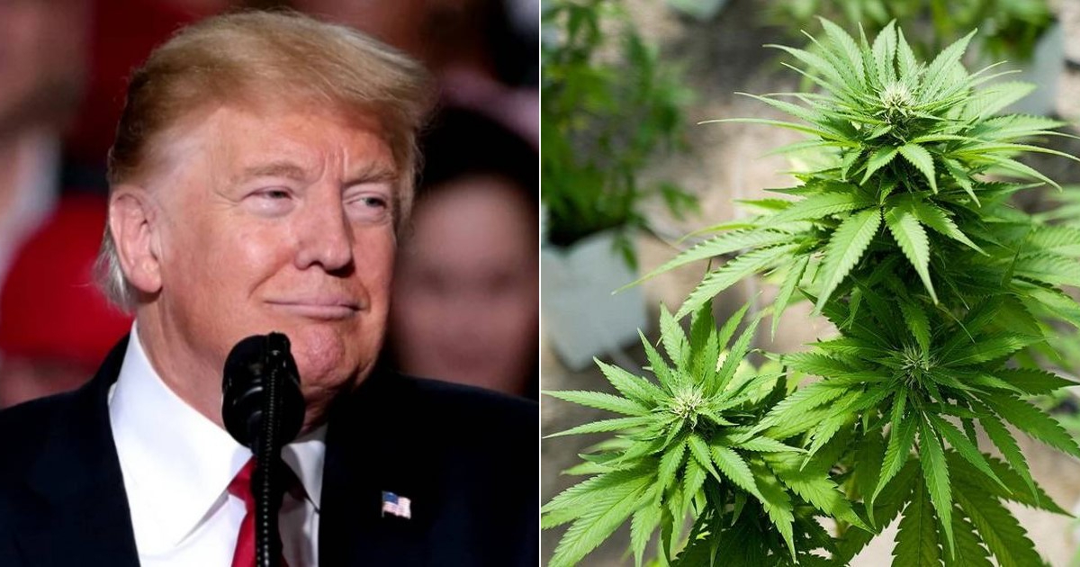 Donald Trump se pronuncia a favor de legalizar el consumo del cannabis para adultos © X/Donald Trump y ConFac