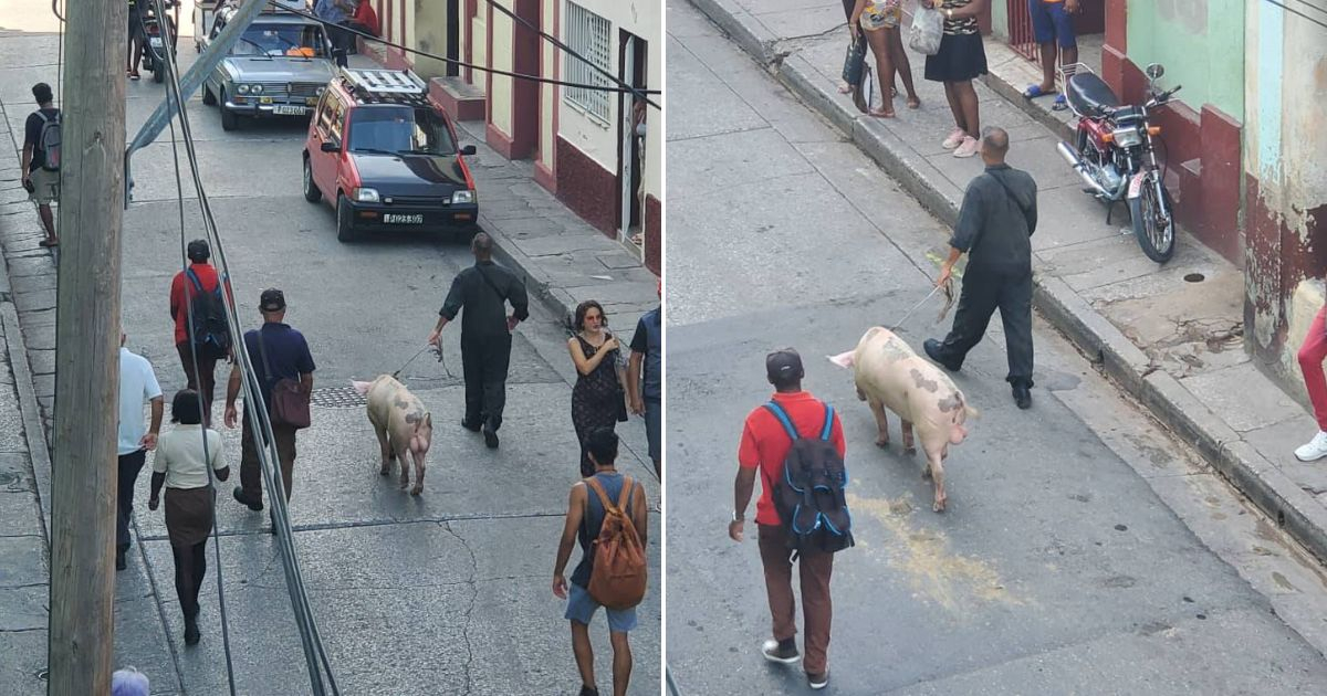 Captan a una persona paseando un cerdo en Santiago de Cuba © Collage Facebook / Yayu López