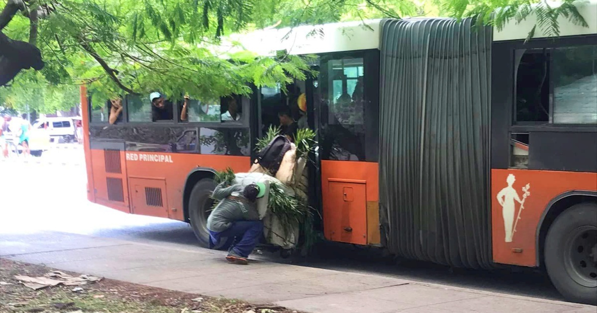 Cubano sube a un ómnibus en La Habana cargado con sacos de hierbas