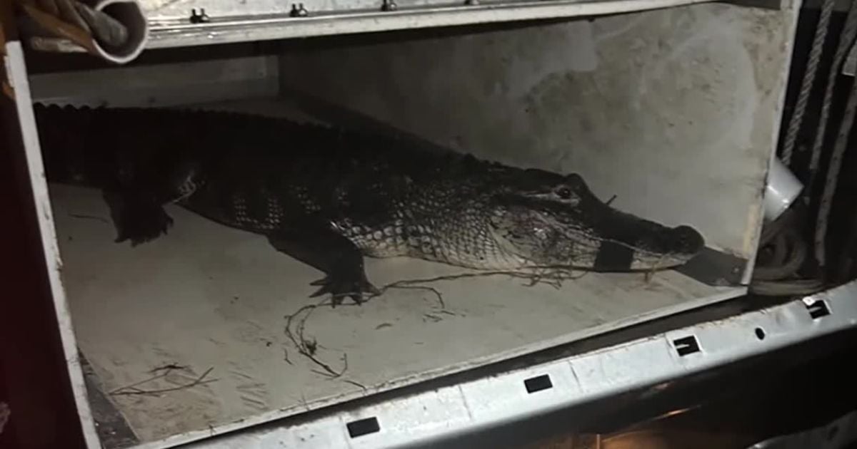 Elderly Woman and Dog Survive Alligator Attack in Florida