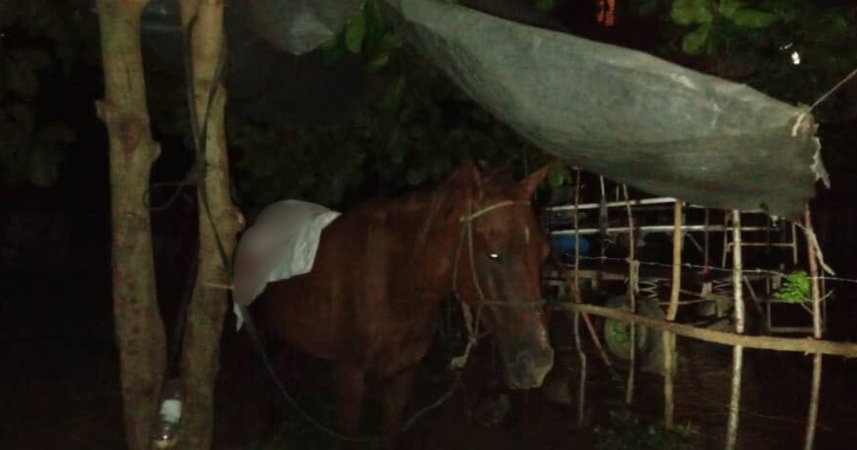 Animalistas en Sancti Spíritus defienden la vida de un caballo brutalmente atacado