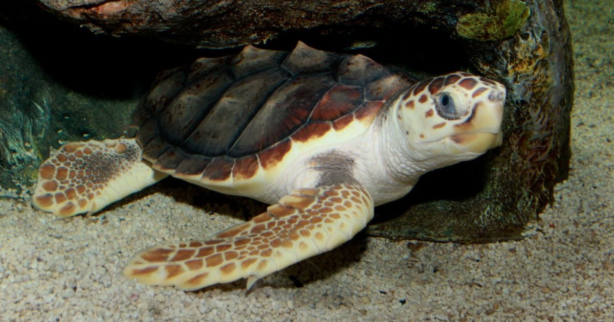 Illegal Trade in Sea Turtle Meat Surges in Cuba: "Irresponsible and Cruel"