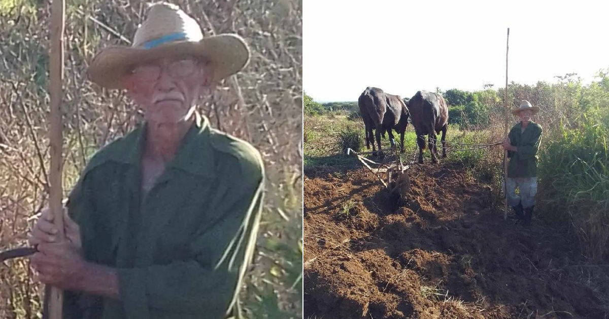 Pedro Ramos Toscano, campesino cubano de 80 años © Facebook/Héctor Tol Etón