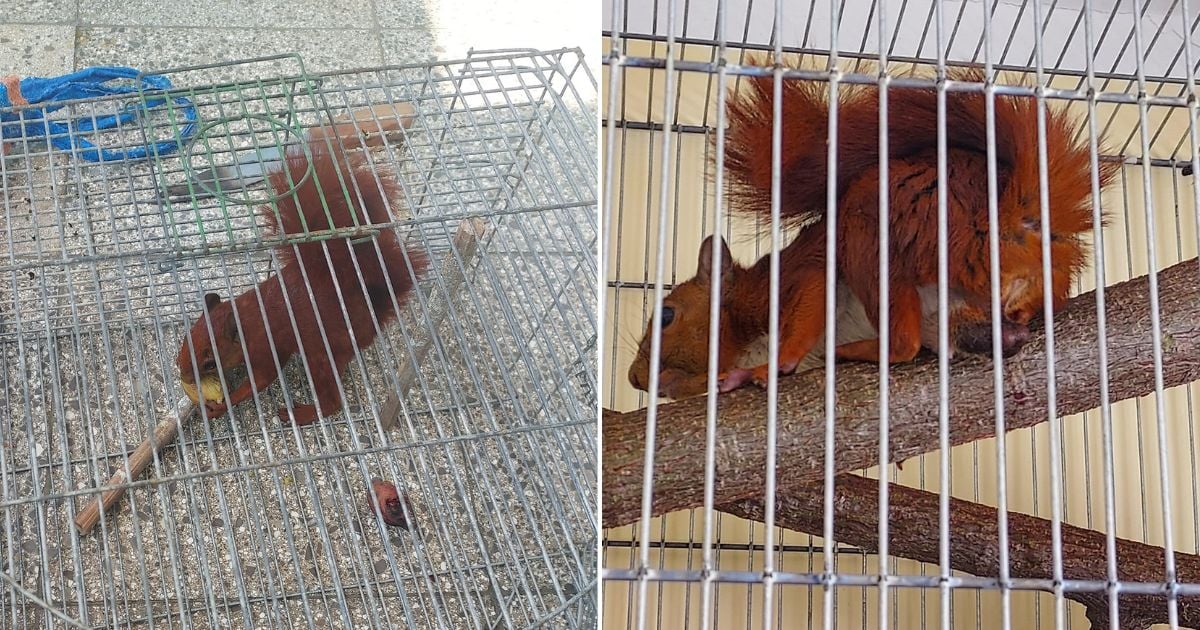 Indigna a defensores de animales la venta de ardillas rojas en La Habana