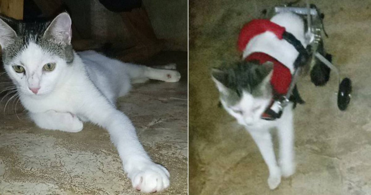 Cubans Rally to Buy Walker for Abused Cat with Spinal Injury