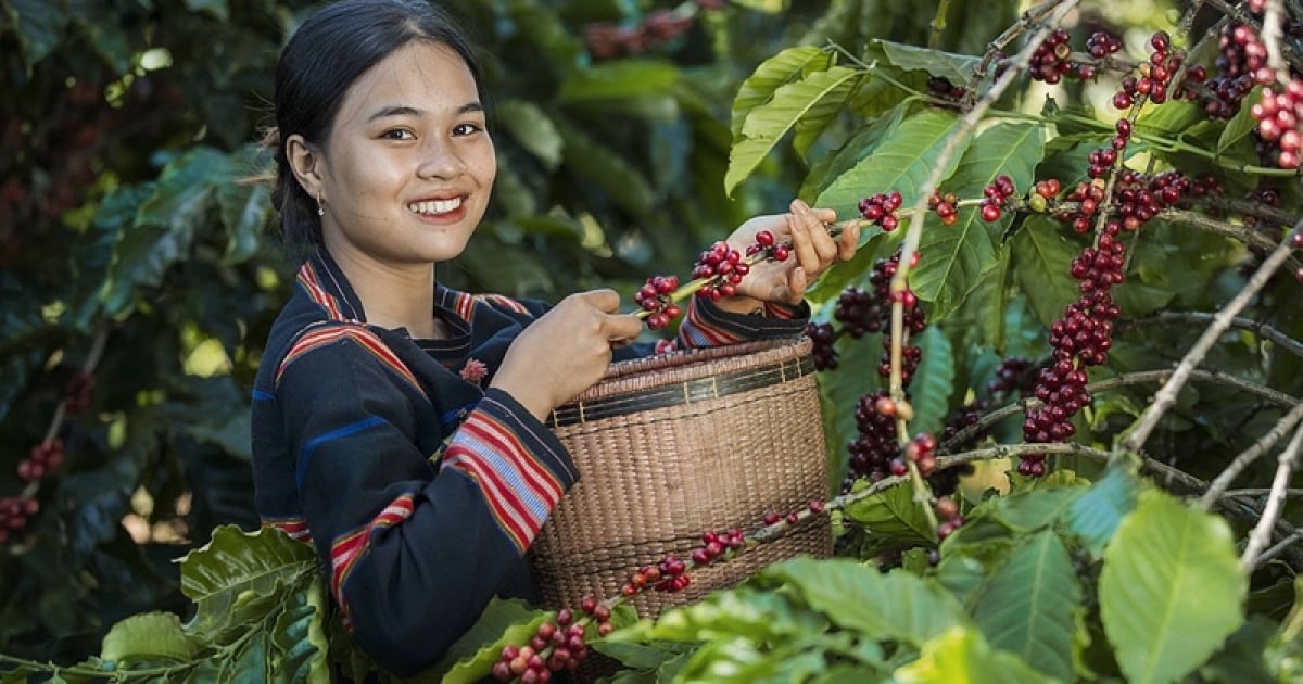 Producción de cafe en Vietnam © congthuong.vn