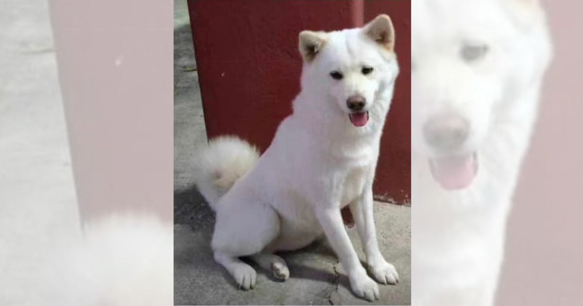 Reward Offered for Missing Dog in Havana: $500