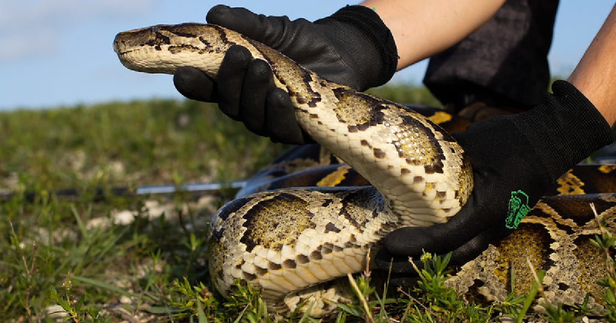 Gana 10,000 dólares por erradicar pitones birmanas en los Everglades