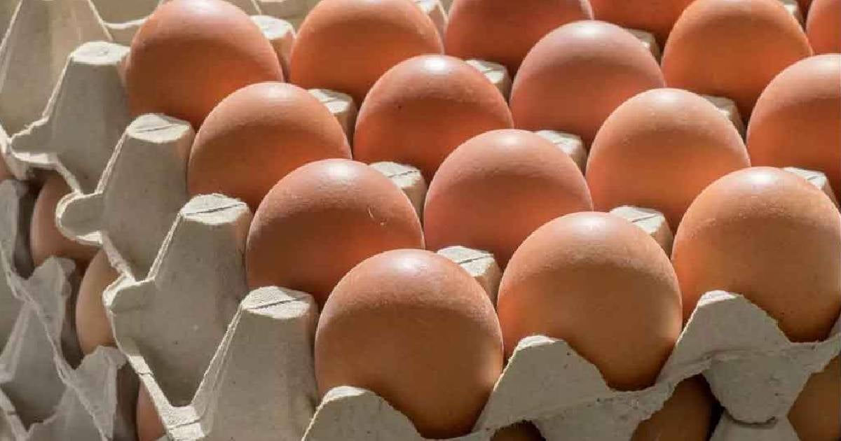 Cuba Spends $6.7 Million on Egg Imports from the Dominican Republic