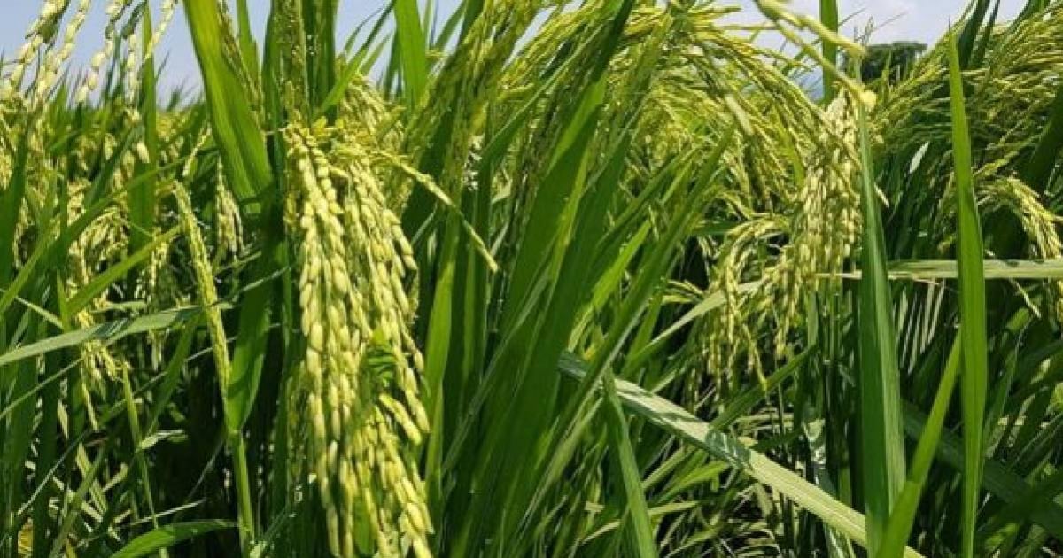 Cuba to Launch Experimental Hybrid Rice Planting Model with Vietnam