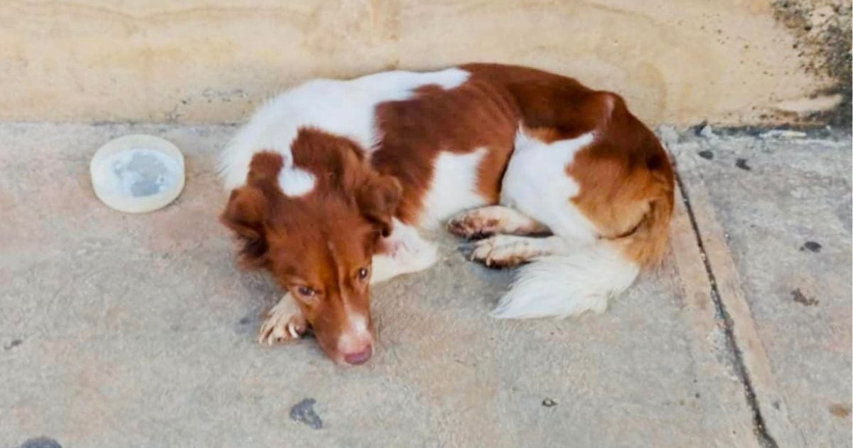 Desperate Plea to Save Blind and Sick Dog Living on Havana Streets