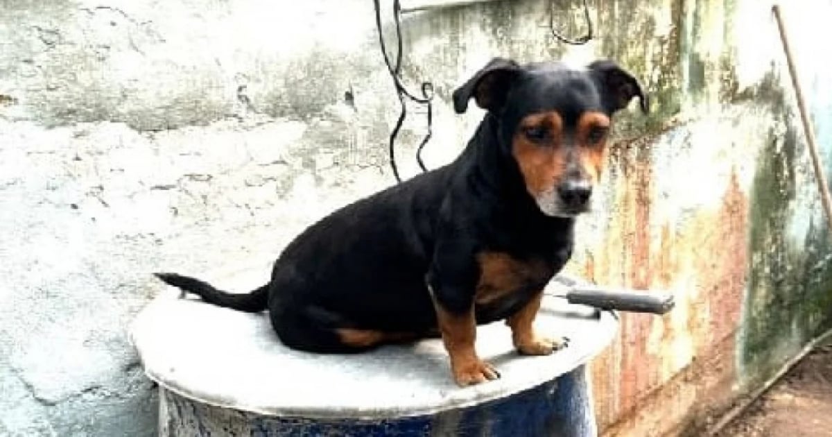 Perrito desamparado en La Habana © Perritos Callejeros en Cuba (grupo oficial) / Facebook