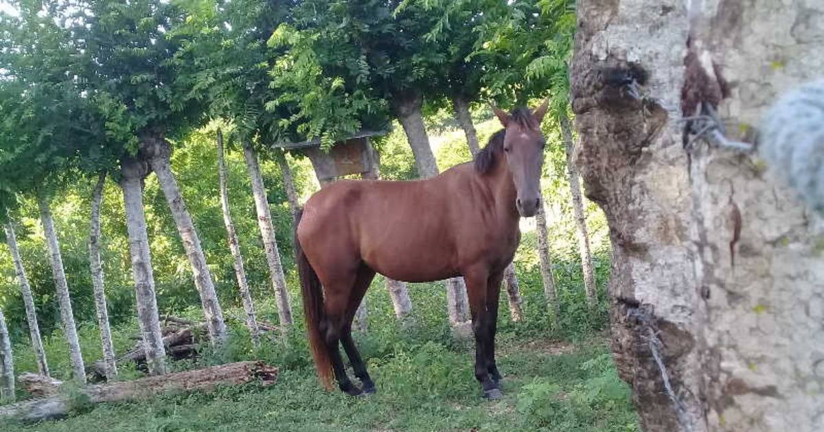 Caballo en Cuba (imagen referencial) © Escambray