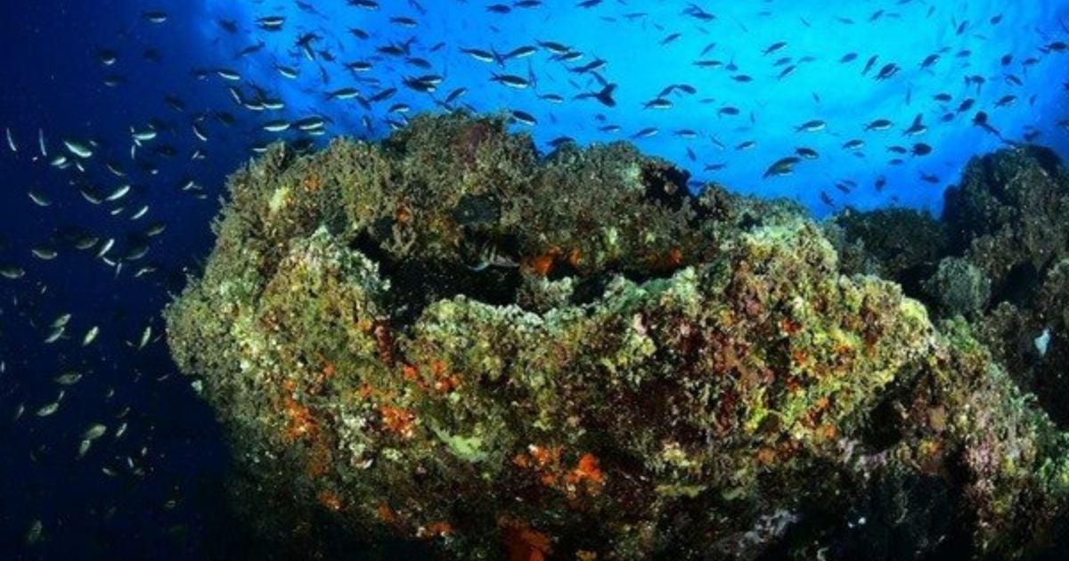 Cuban Duo Triumphs with Gold and Silver at Underwater Photography World Championship