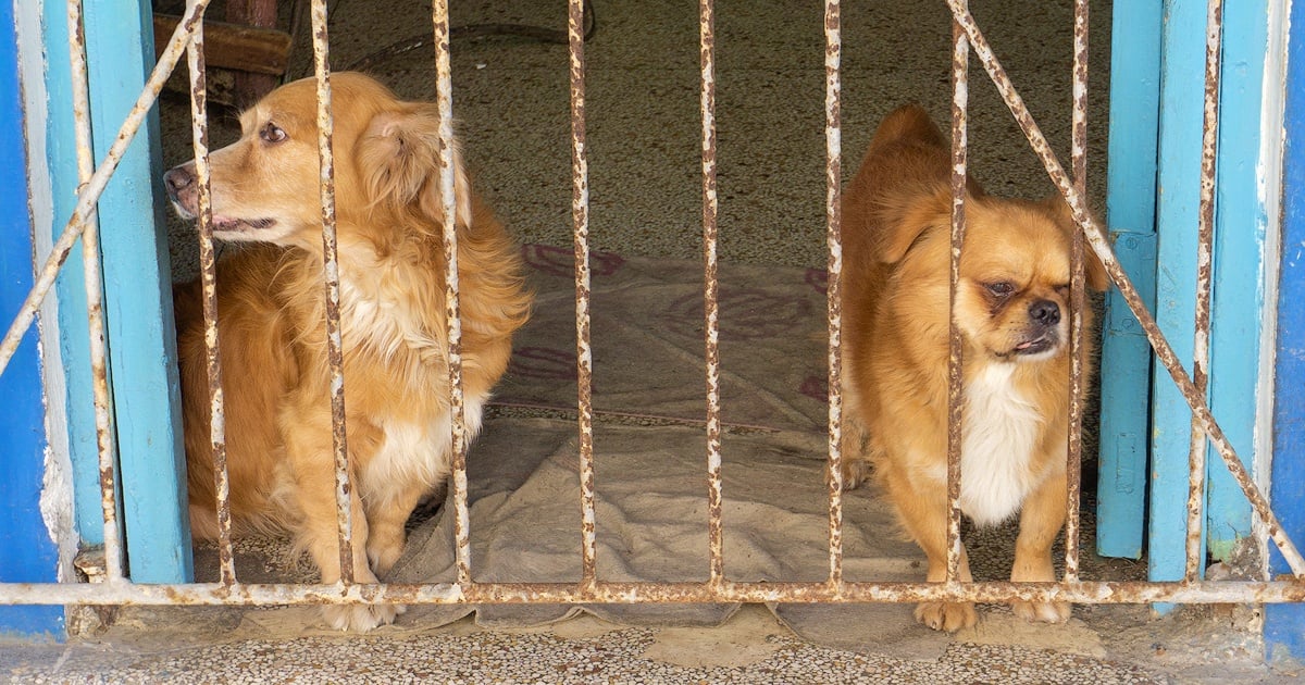 Rising Number of Abandoned Pets in Cuba Sparks Activist Intervention