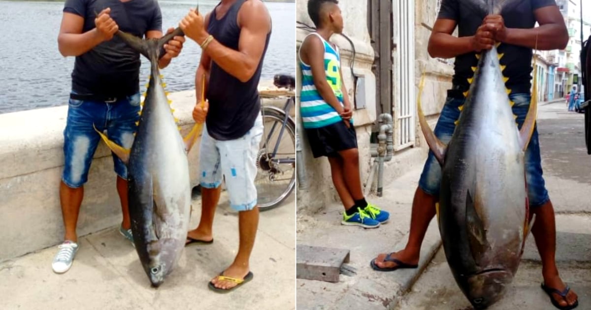 El ejemplar de atún capturado © Facebook / Pesca en Miami