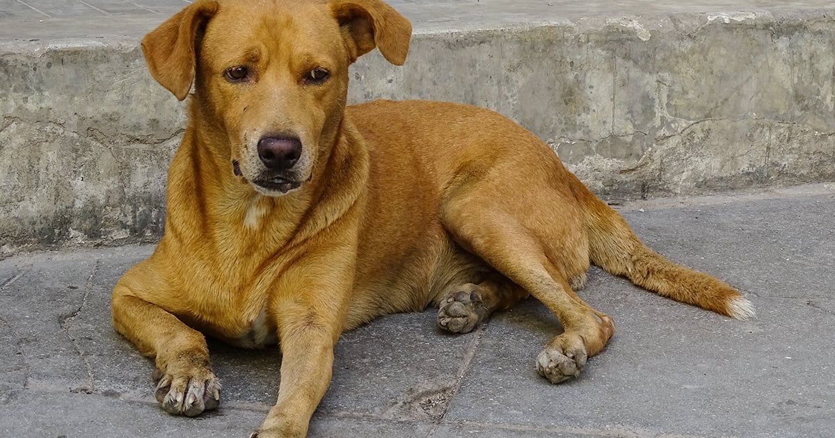 Perro en la calle (Imagen de referencia) © CiberCuba