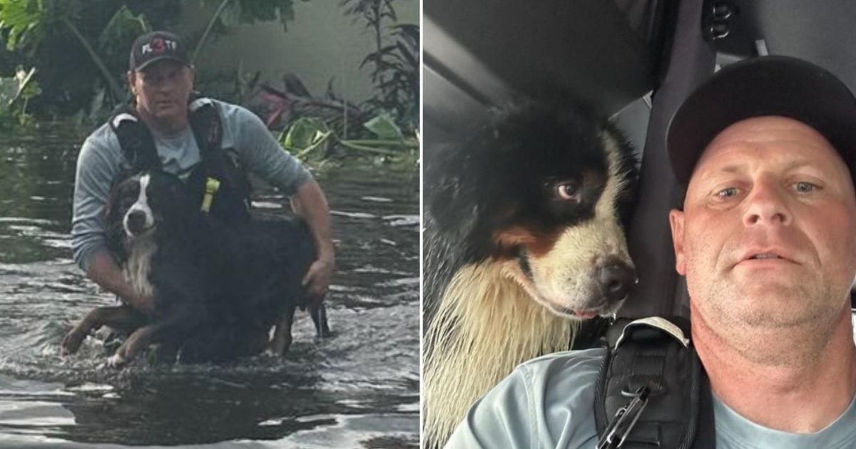 Perro rescatado © Collage Facebook / Hillsborough County Fire Rescue, Florida