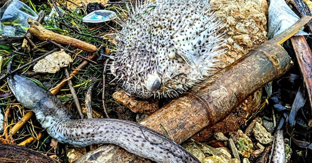 Peces muertos encontrados en la bahía de Matanzas © Facebook/Periódico Girón