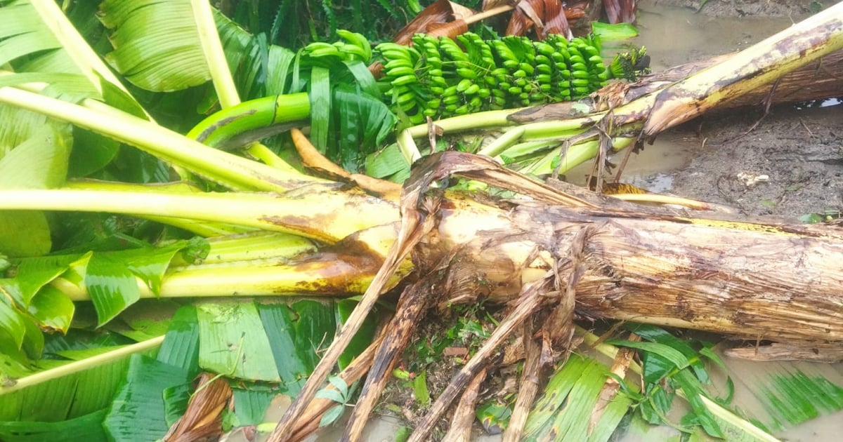 Radio Baracoa © Plantaciones de plátano en el suelo tras el paso de Oscar