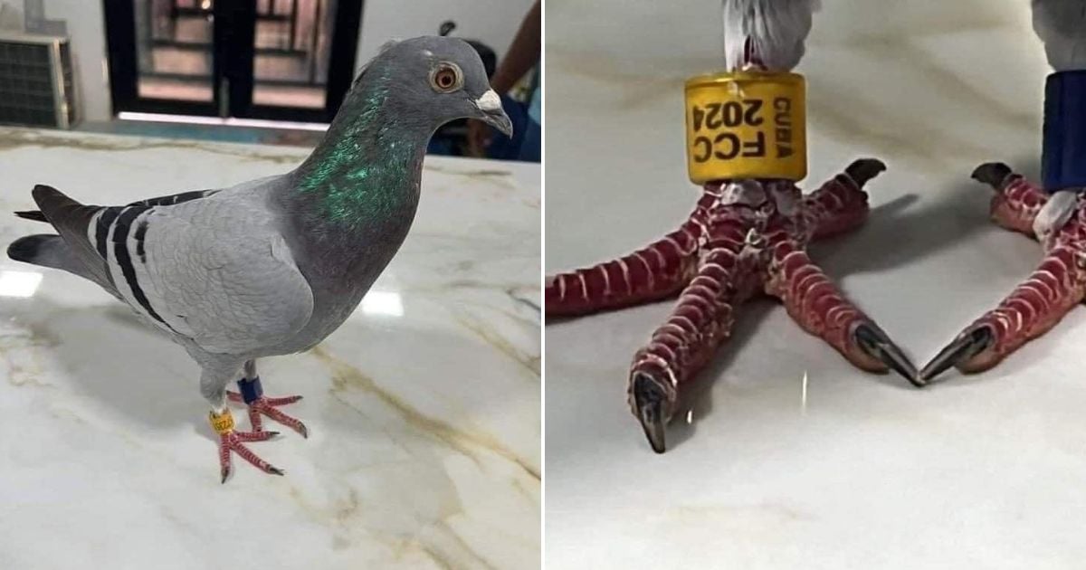 Pigeon with Cuban Identification Ring and Hidden Message Discovered in Yucatán