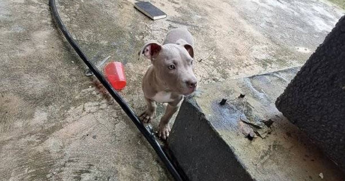 Pitbull perdido © Facebook/“Santa Fe Playa, COMPRA Y VENTA”