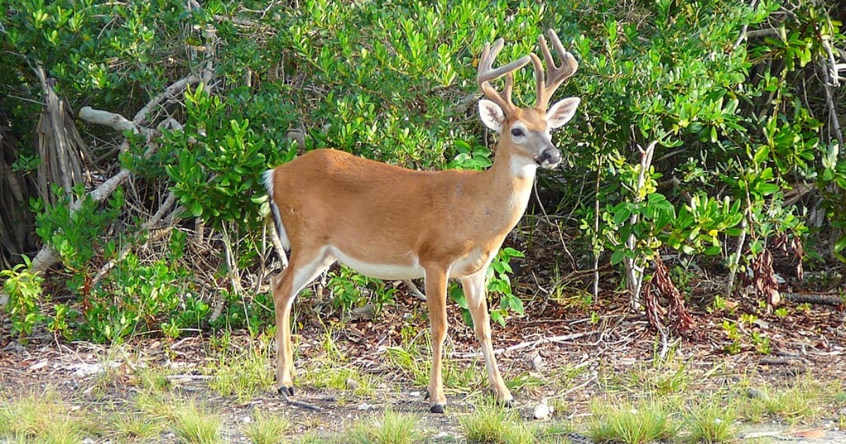 Florida Key Deer Face Unprecedented Threats from Rising Seas and Climate Change