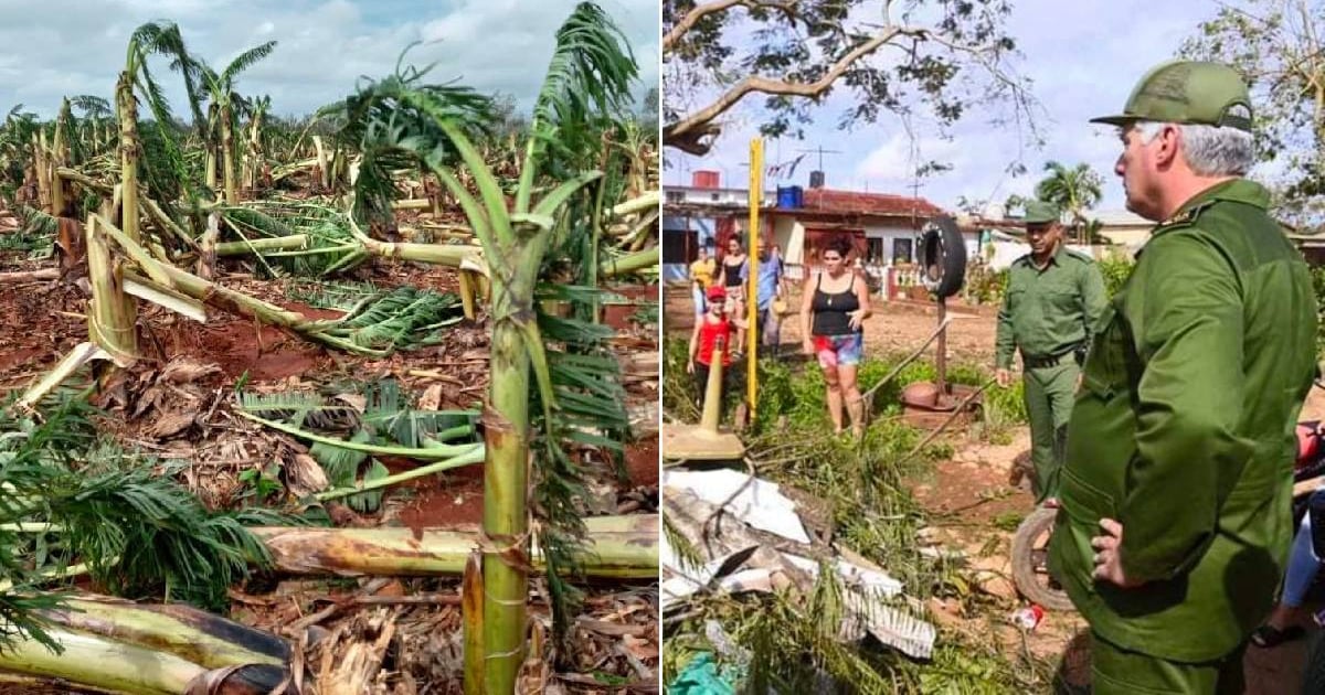 Devastating Impact of Hurricane Rafael on Artemisa's Agriculture: Complete Destruction of Banana Crops