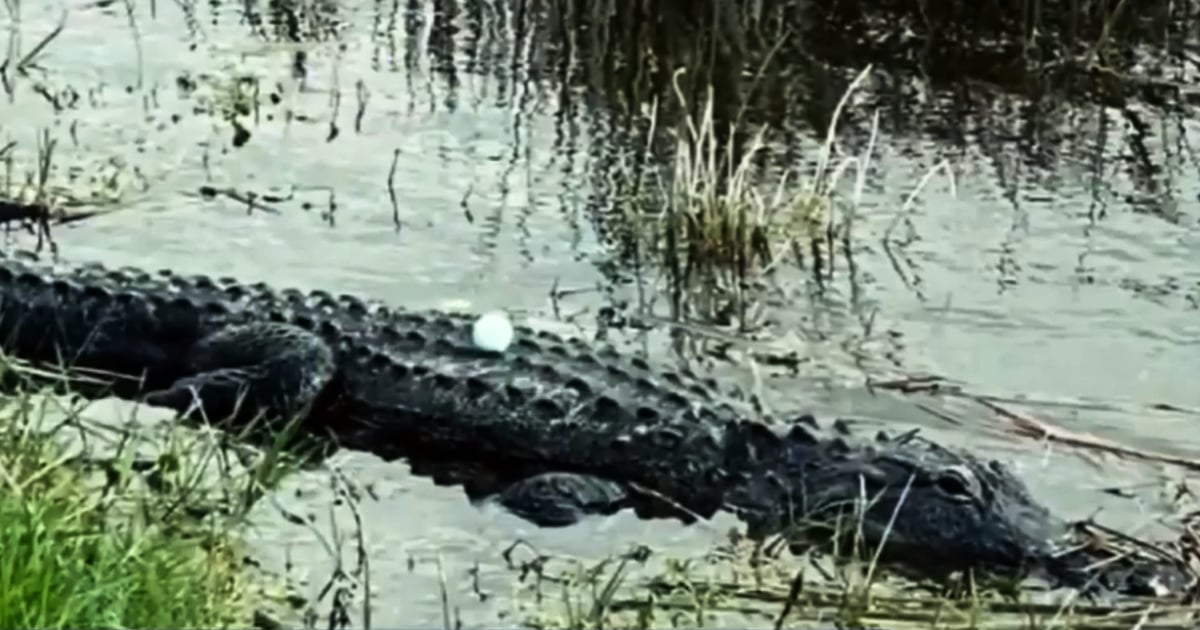 La pelota de golf encima del reptil © Captura de video / 7 News Miami