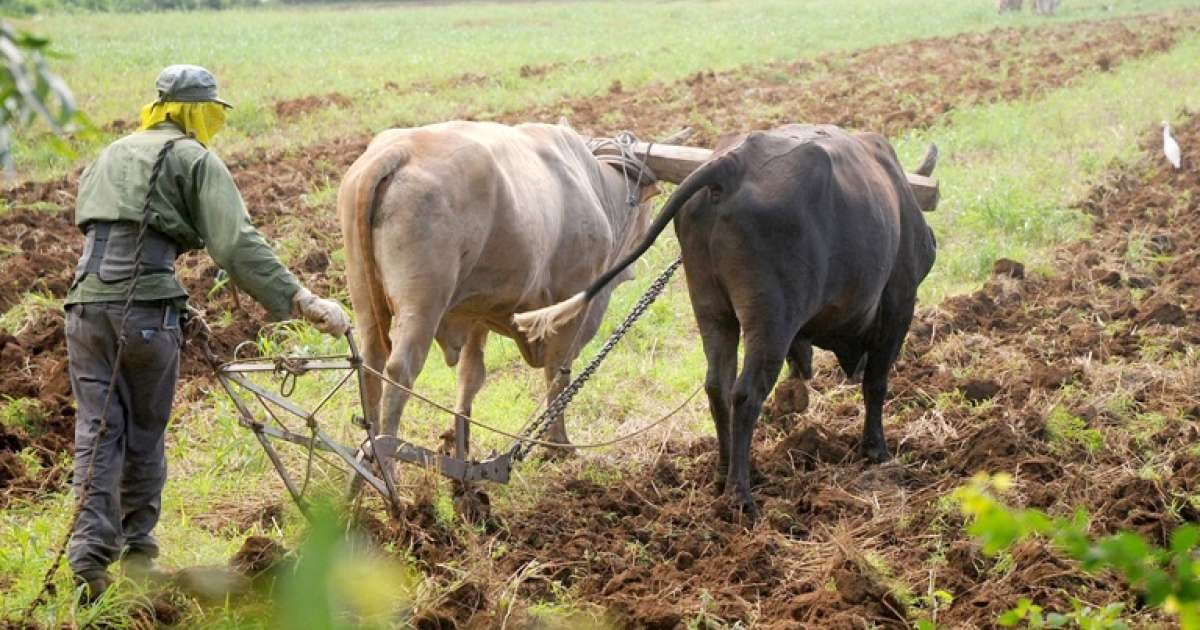 Cuban Authorities Strip Land from 137 Farmers in Ciego de Ávila