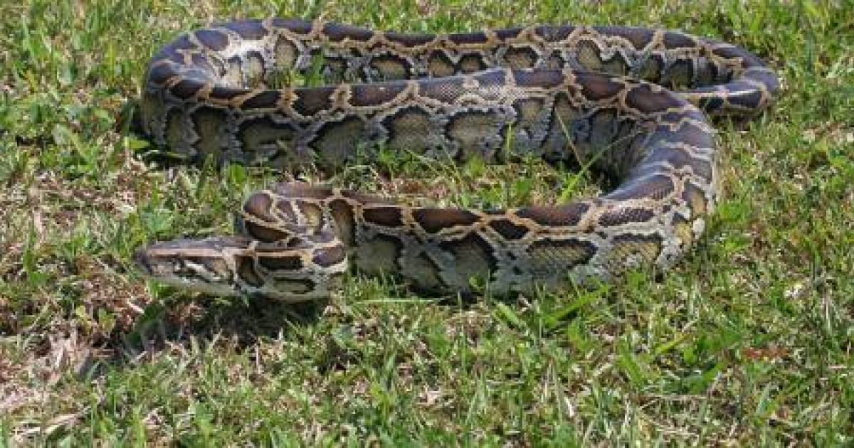 Python Snake Saved from House Fire in Florida