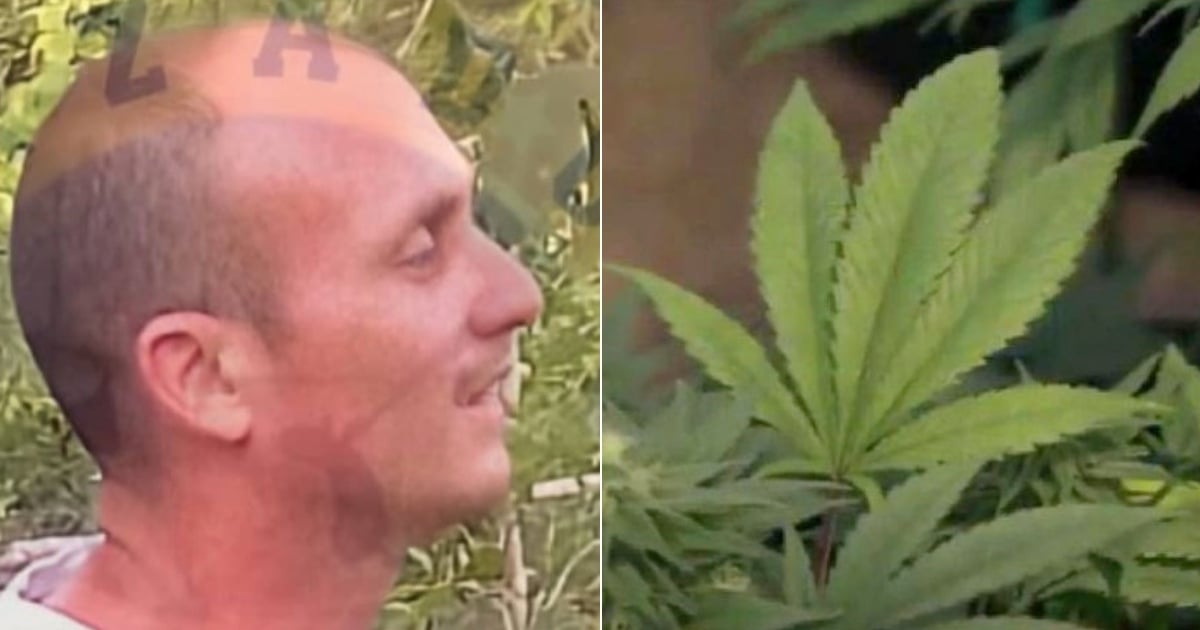 El cubano arrestado (i) y Planta de marihuana (d) © Collage Facebook/Cazador-Cazado - YouTube/Screenshot