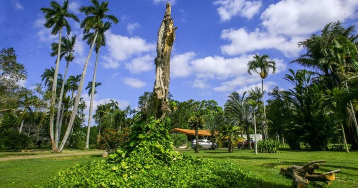 Limited Resources Hinder National Botanical Garden's Recovery After Hurricane Rafael's Impact