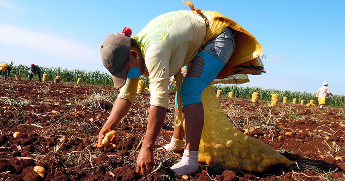 Potato Planting in Ciego de Ávila Faces Persistent Challenges