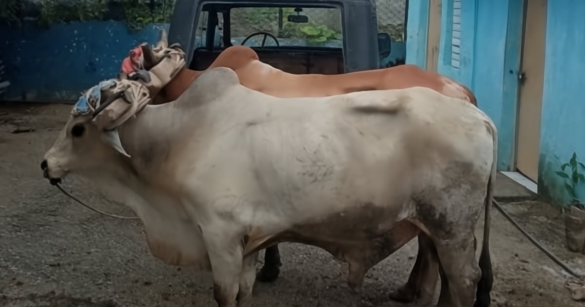 Two Oxen Rescued from Illegal Slaughter in Santiago de Cuba