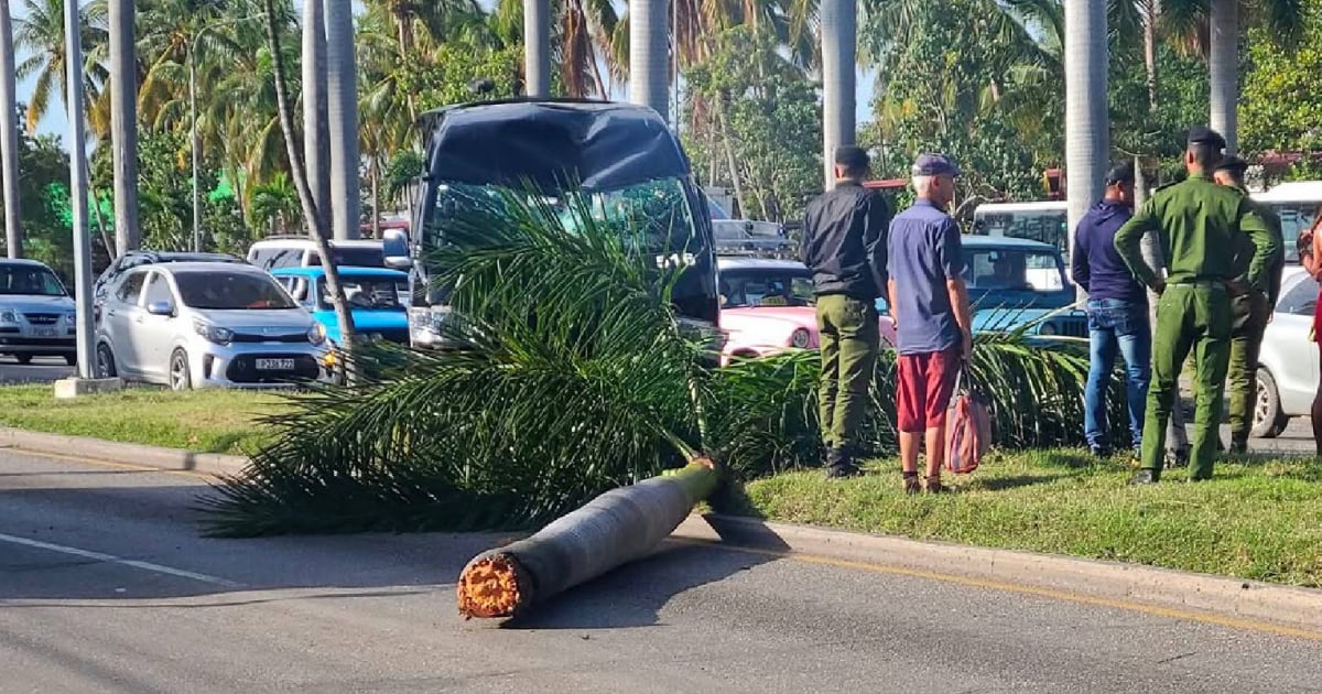 Military Vehicle Collides with Taxi and Topples Palm Tree in Havana