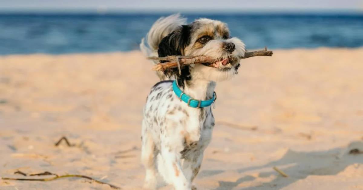 Miami Beach unveils more dog-friendly beaches