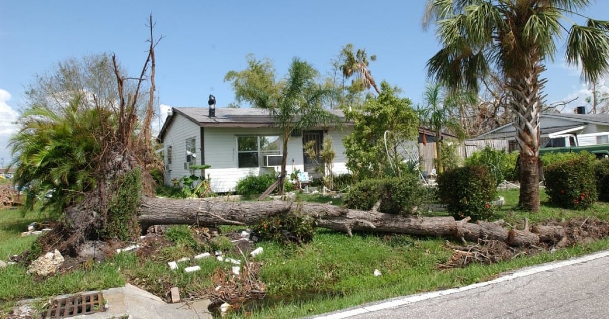 Florida Considers Bill Making Tree Owners Liable for Neighboring Property Damage