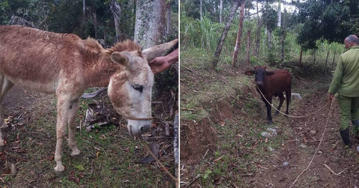 Cuban Regime Seizes Animals from Ruiz Urquiola Family Farm