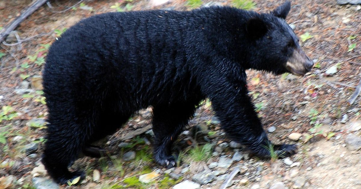 Bear Attack in Florida Leaves Man and Dog Dead: Authorities Investigate