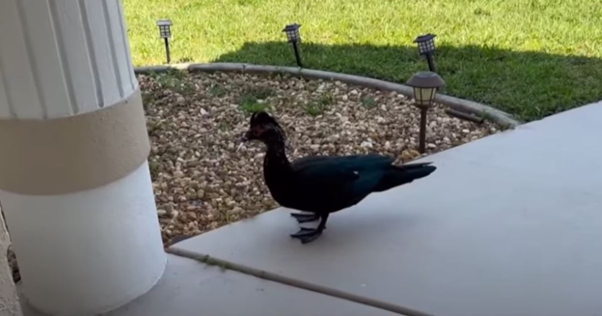 Florida Neighborhood Plagued by Aggressive Duck Sends Man to Hospital