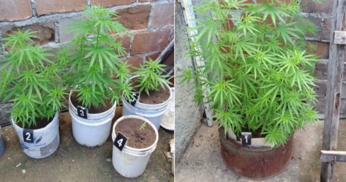 Illegal Gardening: Man Arrested in Santiago de Cuba for Growing Marijuana in His Yard