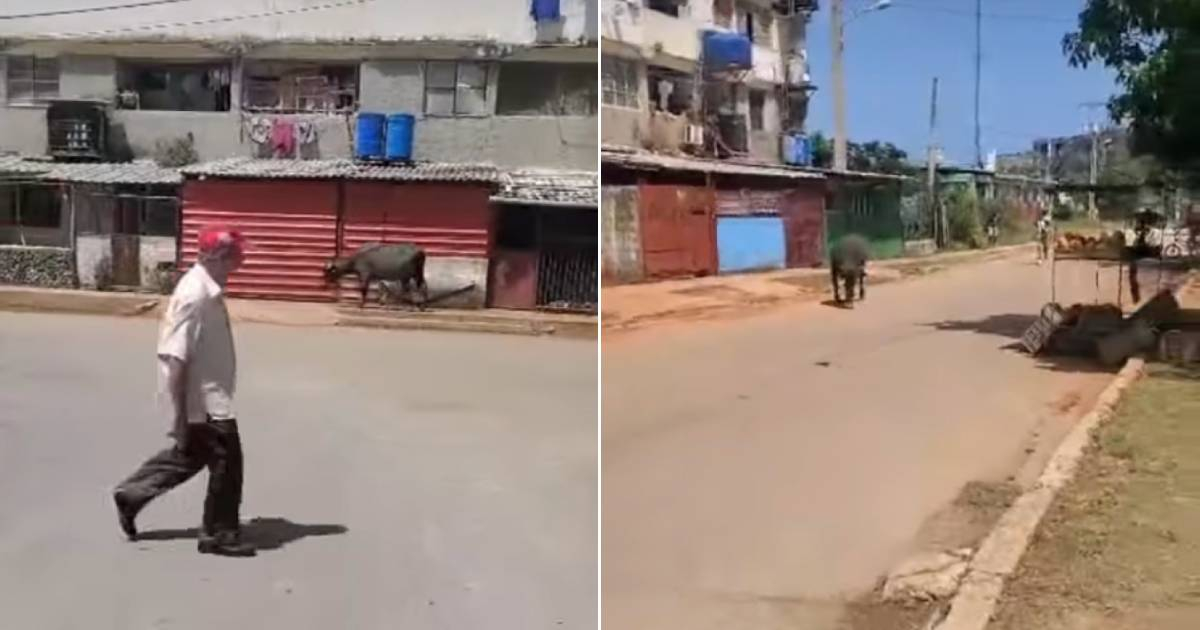 Buffalo Rampages Through Alamar Streets Creating Chaos