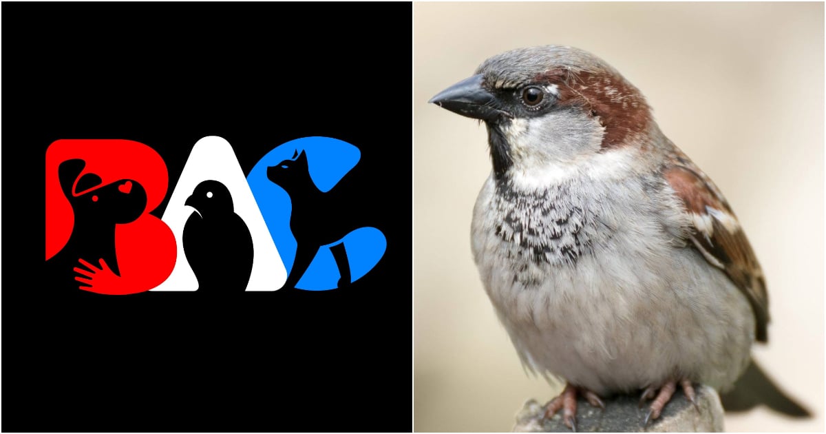 Outrage Over Sale of Dead Sparrows in Cuba Sparks Calls for Legal Action