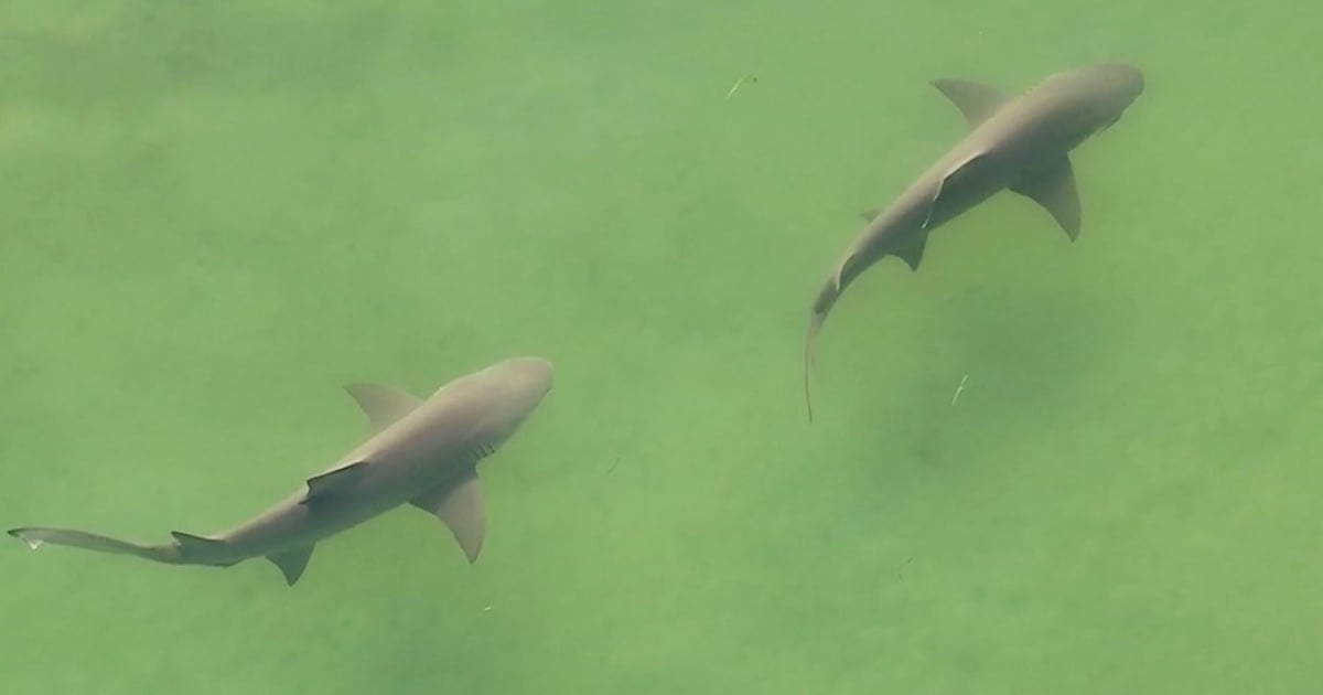 Sharks Spotted by Drone in Shallow Waters off Florida's West Coast