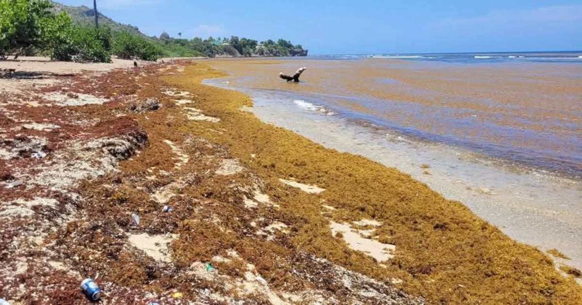 Invasión de sargazo arruina playas del oriente cubano y alarma a pobladores